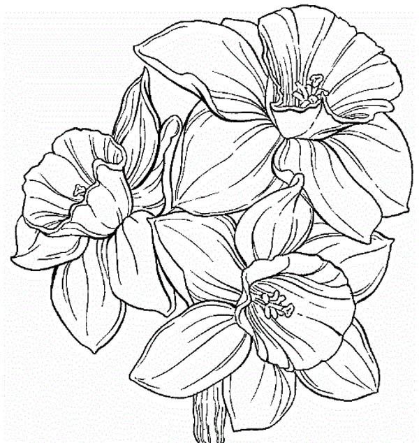 Daffodil-Flower-Coloring-Page.jpg