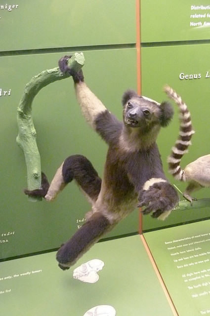 Indri.jpg