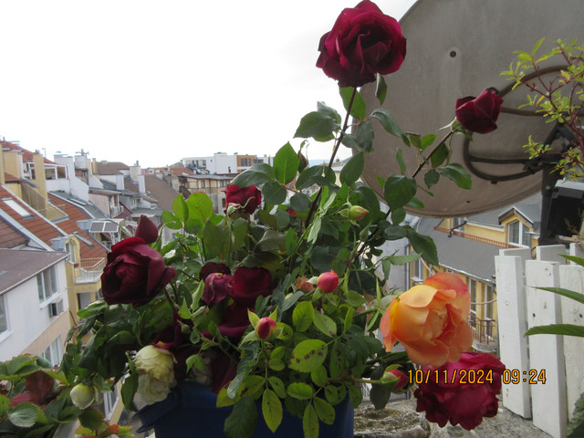 IMG-1807