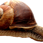 Snail