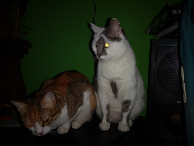 IMG-20220124-025429