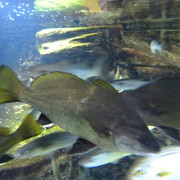 Aquarium