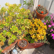 IMG-7787
