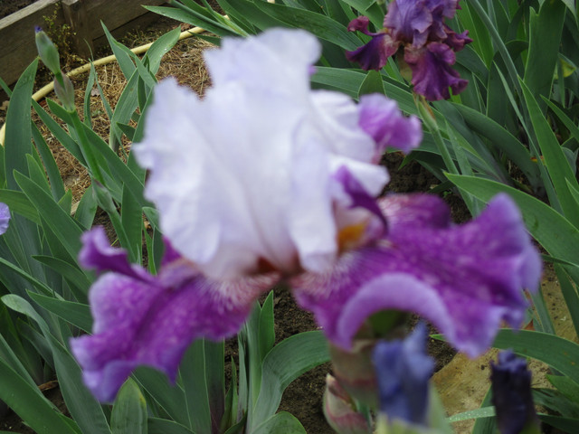IMG 2657.jpg