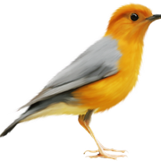 Bird3
