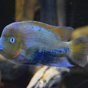 aug2018212