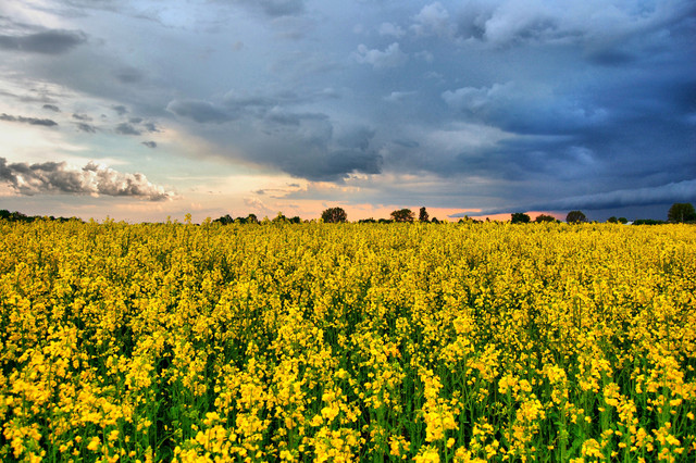 spring-053