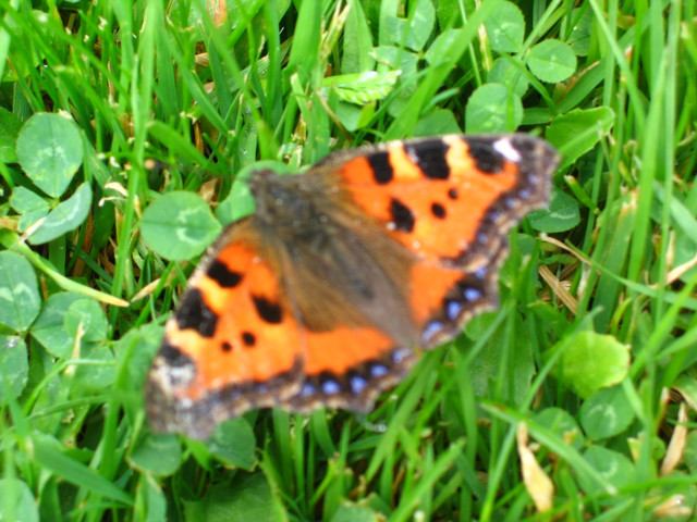 IMG-0179.jpg