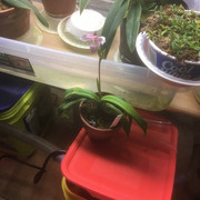 fullplantside