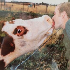 Cow Avi.jpg