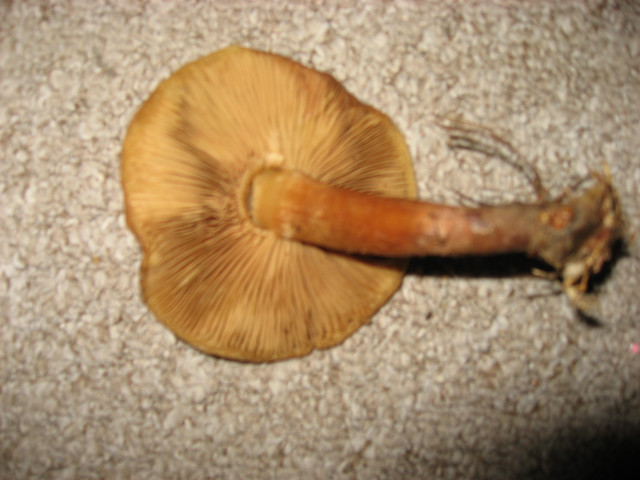 IMG-7533