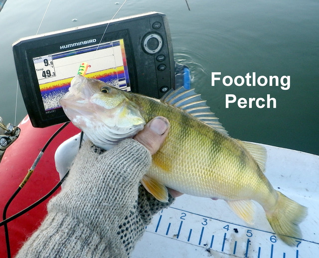 FOOTLONG-PERCH