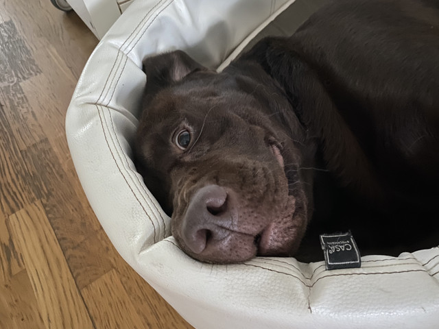 3-B50-D0-F1-A128-4-FBD-BB78-AFFA3243-E42