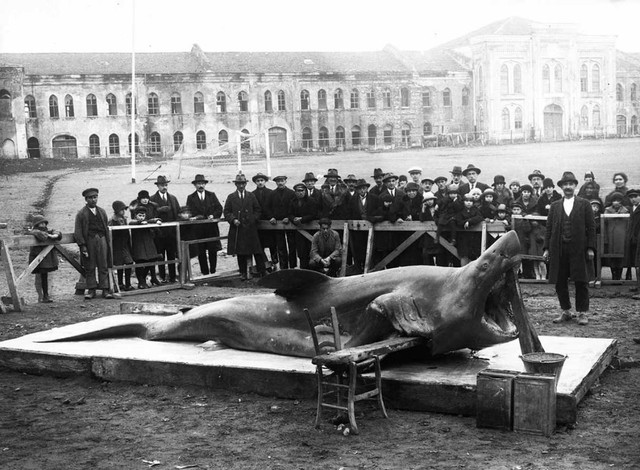 1900 ΚΑΡΧΑΡΙΑΣ ΣΕ ΔΗΜΟΣΙΑ ΘΕΑ, ΣΤΟ ΤΑΞΙΜ.jpg