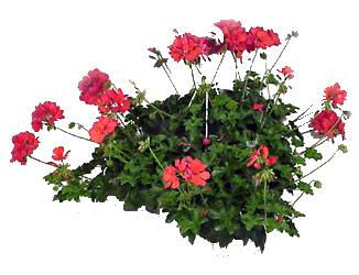 geranium-basket-zps07a0e309.png