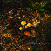 20231011-Alpine-Pixels-77