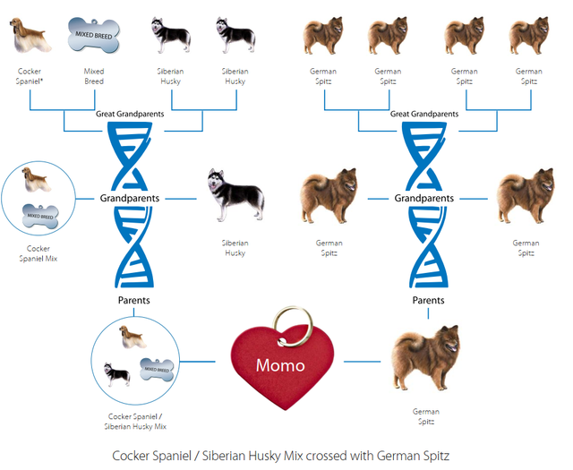 DNA-Momo.png