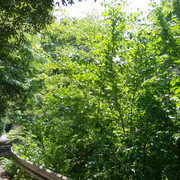DSC-0033