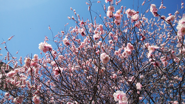 IMG-20230228-101341