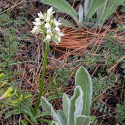 IMG 0660 (2)