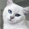 https://i.ibb.co/2wV2Vjw/001.webp