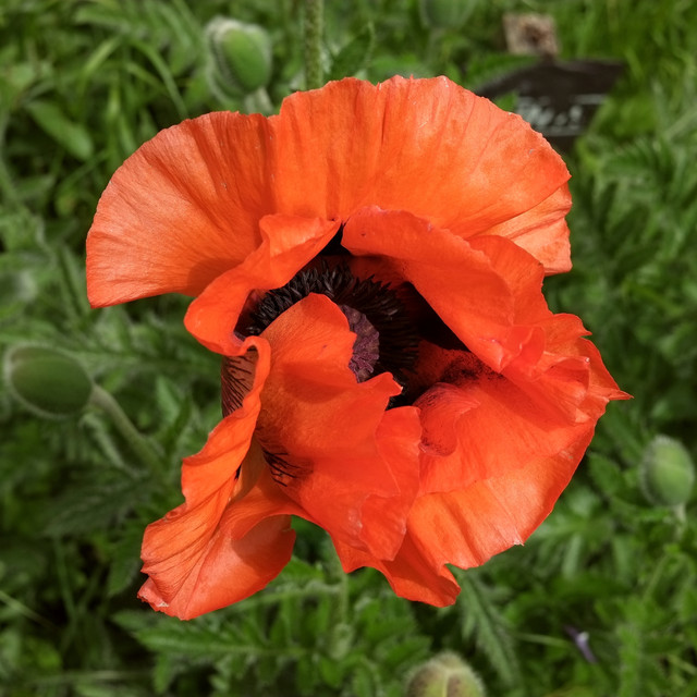 E1SR9234.jpg