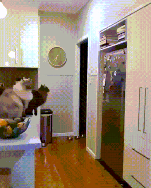 Cats13