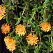 IMG-7592