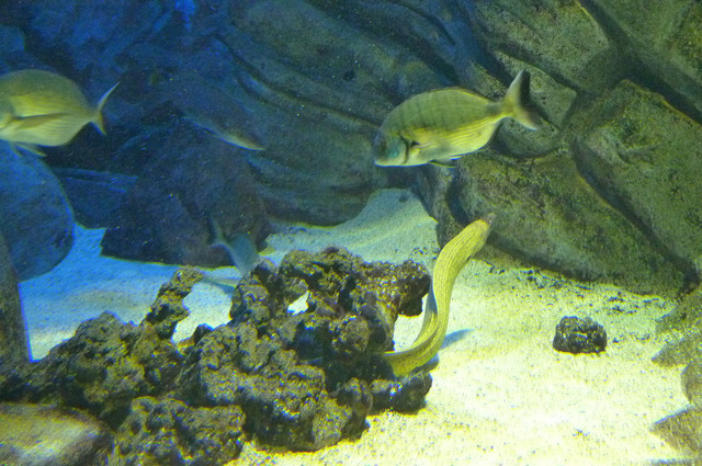 Aquarium.jpg