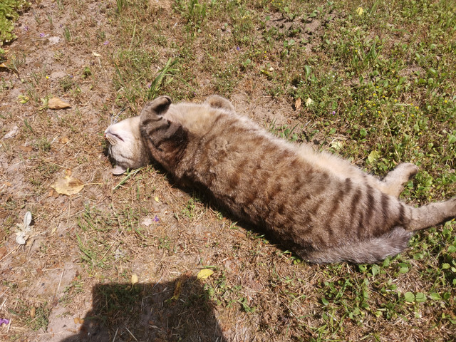 Sonne2.jpg