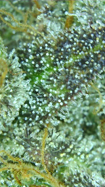 Mimosa-10.jpg