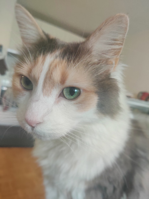 Minouch-Face