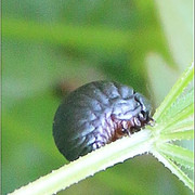 Image1
