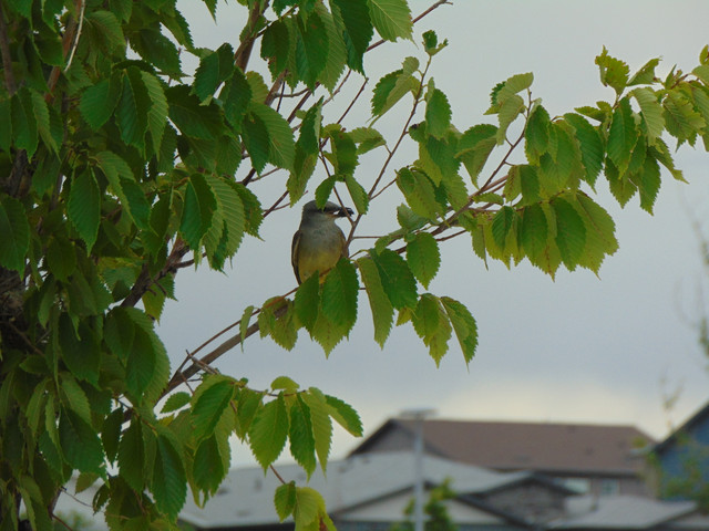 DSC04680.jpg