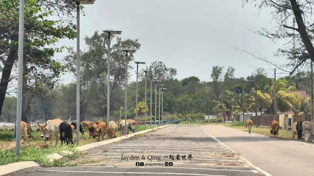 Pantai Tanjung Resang4.webp