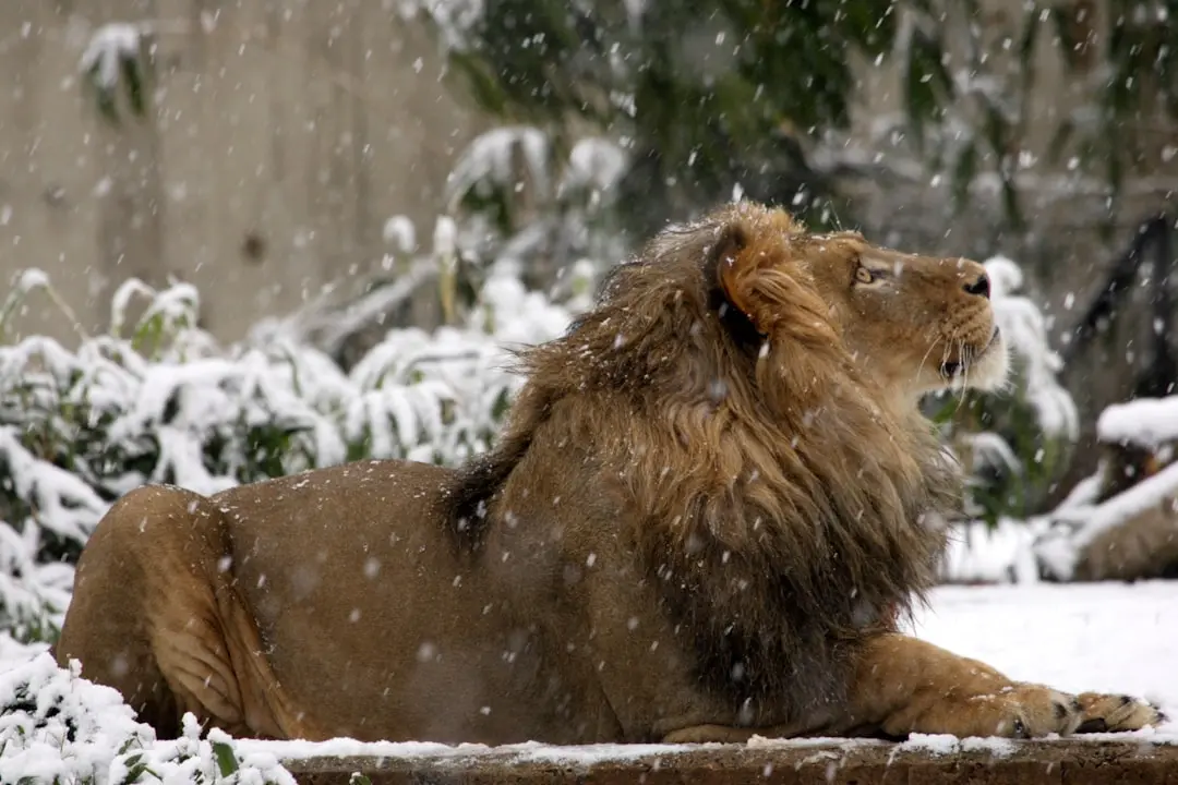 Leo Daily Outlook: Aligning Ambitions with Cosmic Shifts on June 5, 2026