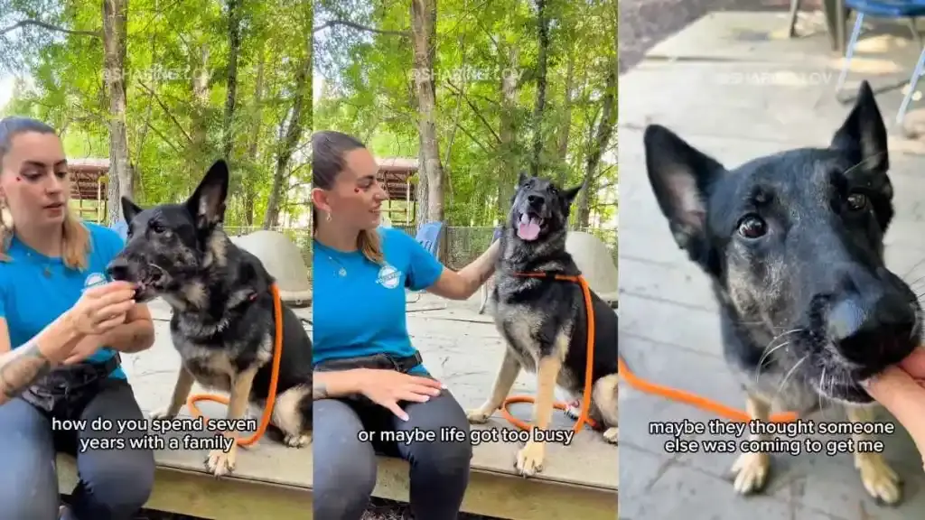 Senior Dog Abandoned Despite Microchip, Family Never Responds