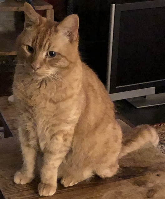 cat