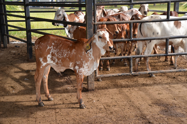 Kay R Cattle GANADERIA LOS ANGELES — ImgBB