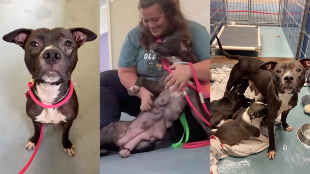 Exhausted Mama Dog Finds Peace at Shelter