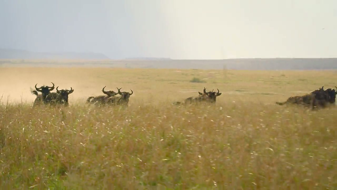 Animal Screenshot