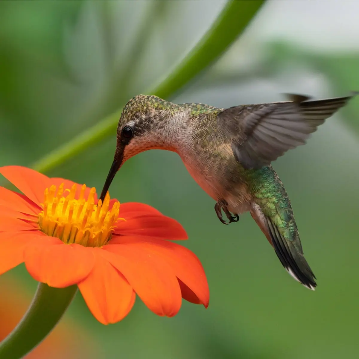 Atrageți colibrăii în grădina voastră fără hrană