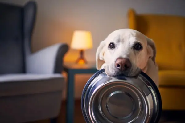 Dog Bowl Guide: Health & Hygiene