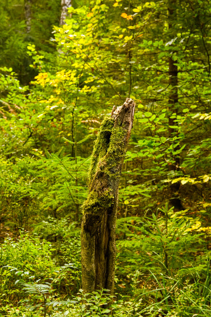 IMG-8481