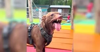 Scarred Dog Kenai’s Gentle Nature Revealed After Misunderstood Growls