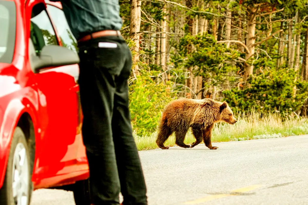 Yellowstone Visitors Harass Wildlife After Recent Bison Attack