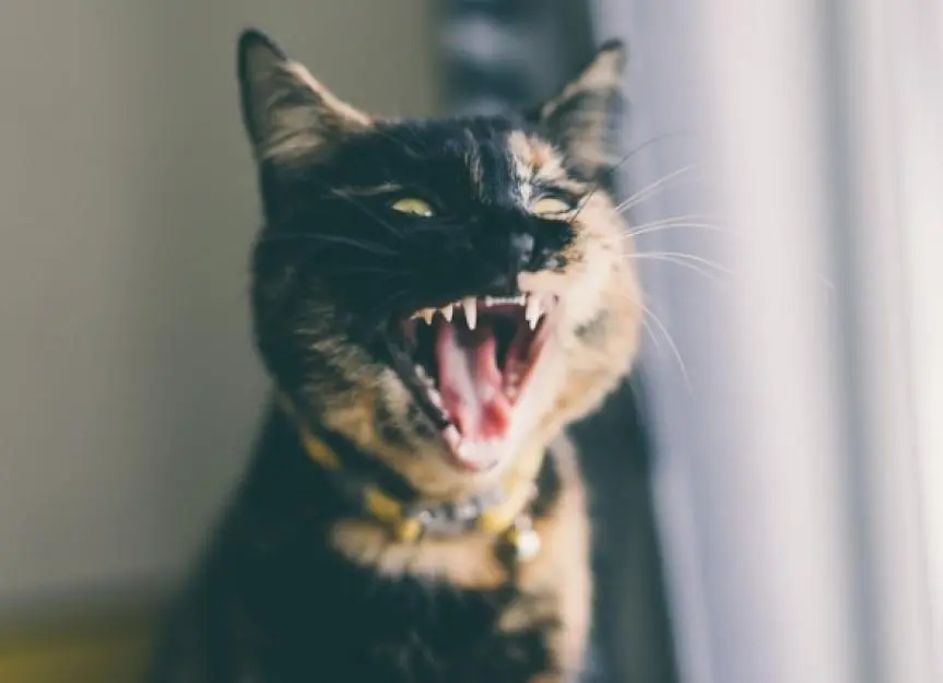 Feline Dental Health: Uncovering the Facts