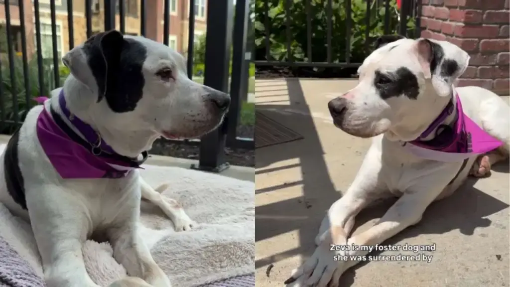 Senior Dog Finds Hope After Family Loss