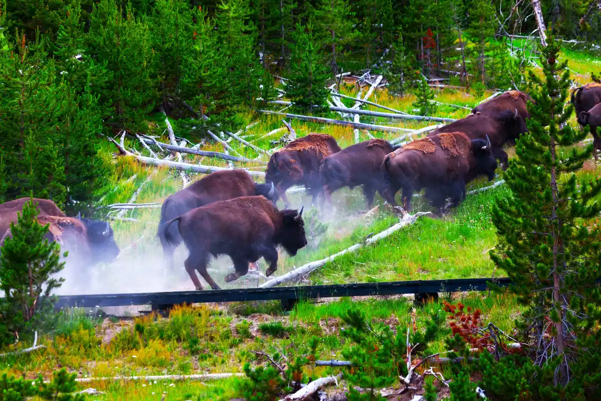 Elderly Tourist Injured by Bison in Yellowstone Park