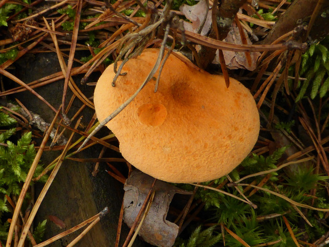P1130685